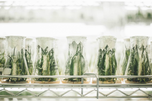 Plants growing in test tubes | How To Define Wellness and Make It Work For You