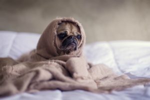 pug-wrapped-in-blanket | 4 Science-Backed Ways to Increase Happiness