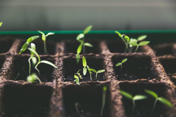 row of seedlings sprouting | 3 Habits of Happy People You Should Borrow