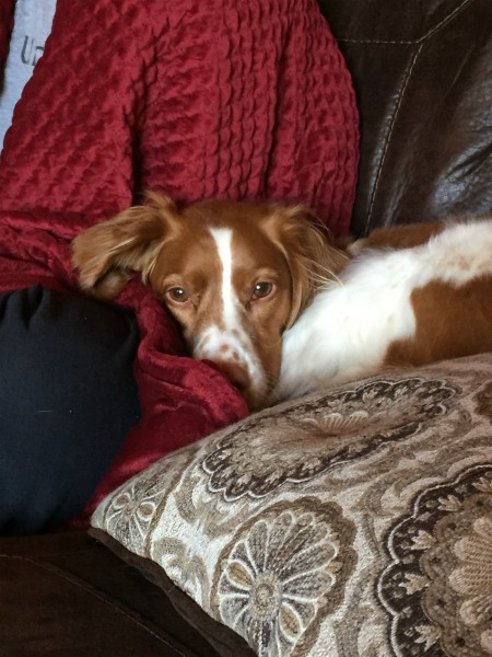 Brittany spaniel dog on couch | The Benefits of Pets: 7 Insights from Science