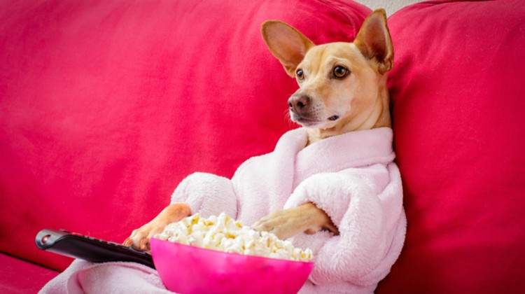 dog-in-robe-watching-tv - Positive Routines