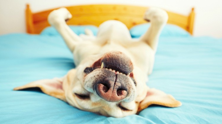 The Benefits of Pets: 7 Insights from Science - Positive Routines