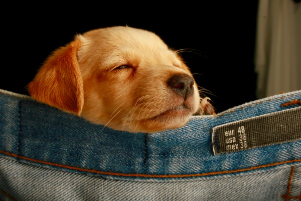 golden retriever puppy asleep in jeans | Why Sleep is Key to Increasing Productivity