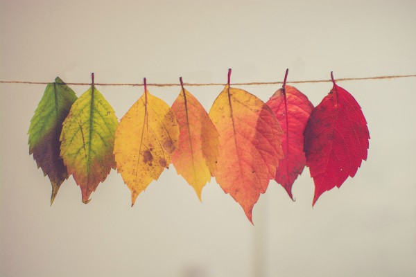one row of leaves transforming from green to red | Mindfulness for Anxiety Works. Here Are 2 Ways to Try it. https://positiveroutines.com/mindfulness-for-anxiety/ 