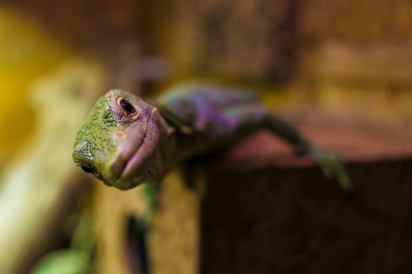 lizard looking at camera | Science-Backed Benefits of Forgiveness You Need to Know