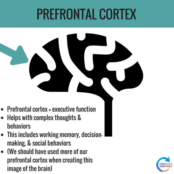prefrontal cortex stress and the brain | What You Need to Know about Stress and the Brain