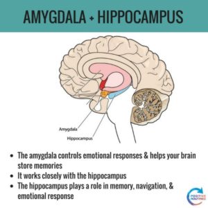 amygdala hippocampus stress and the brain | What You Need to Know about Stress and the Brain