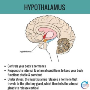 hypothalamus stress and the brain | What You Need to Know about Stress and the Brain