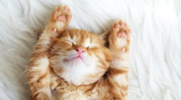 Suck at Handling Stress? These are the 3 Habits You Need
