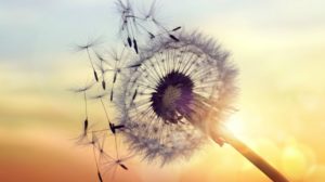 dandelion blowing in the wind | 82+ Quotes About Changing That Will Transform Your World  https://positiveroutines.com/quotes-about-changing/ 