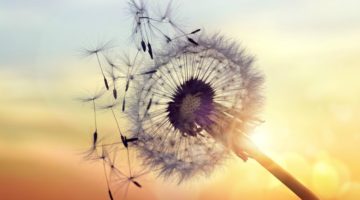 dandelion blowing in the wind | 82+ Quotes About Changing That Will Transform Your World  https://positiveroutines.com/quotes-about-changing/ 