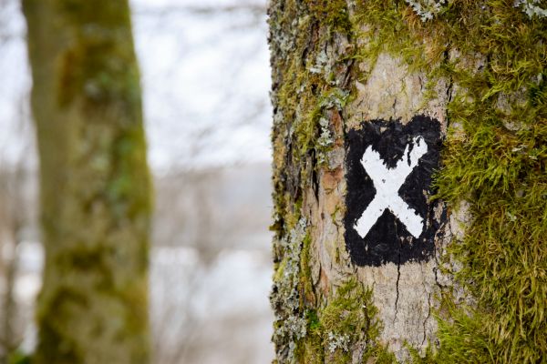 target on a tree | 5 Surprising Habits of Super Productive People