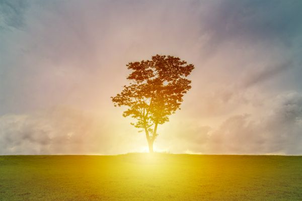 tree against sunset illuminated | Why is Finding Meaning In Life and Work So Important? https://positiveroutines.com/finding-meaning/ 