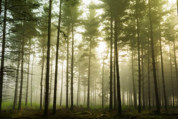 forest with fog | In Time for the Holidays: How to Take Breaks Effectively  https://positiveroutines.com/how-to-take-breaks/