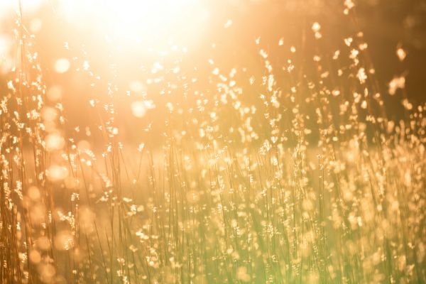 plants in sunlight | These 9 Positive Habits Will Make Your Life Better https://positiveroutines.com/positive-habits/