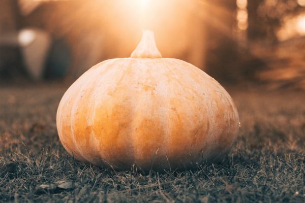 pumpkin sitting on grass in sunlight | A Quick and Easy HIIT Routine for Halloween https://positiveroutines.com/easy-hiit-routine/