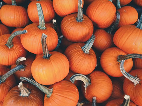 pumpkins | No Distractions: 5 Ways to Focus This Fall