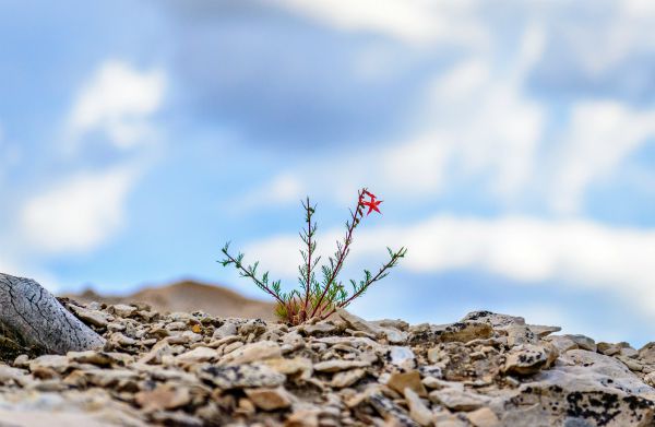 little plant growing through rocky landscape | 5 Simple Steps to Feeling Grateful Right Now https://positiveroutines.com/feeling-grateful/