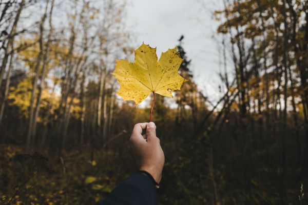 person holding yellow leaf against forest in fall | How to Practice Gratitude With Us This November  https://positiveroutines.com/practice-gratitude/