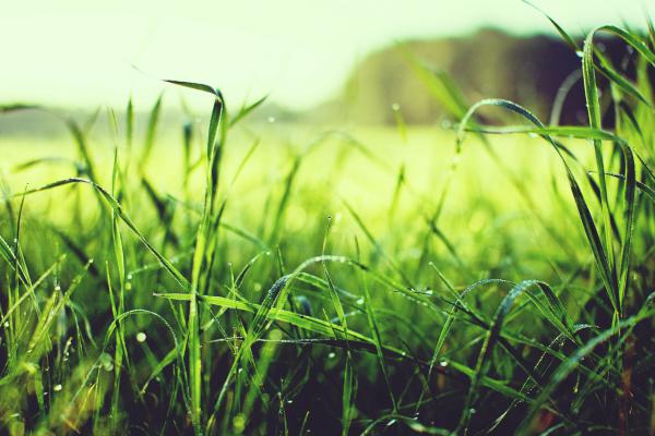 closeup of dewy green grass | 13 Gratitude Journal Prompts to Try This International Day of Happiness https://positiveroutines.com/gratitude-journal-prompts/