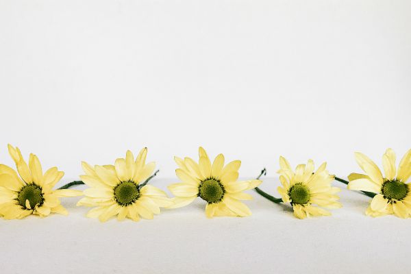 five yellow flowers | 13 Gratitude Journal Prompts to Try This International Day of Happiness https://positiveroutines.com/gratitude-journal-prompts/