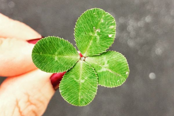four leaf clover | The Curious Case of Success and Luck https://positiveroutines.com/success-and-luck/