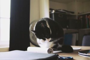 black and white cat on desk | A Surprising Way to Ease Workplace Stress https://positiveroutines.com/workplace-stress-tip/