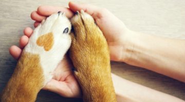 dog paws in hands | A Surprising Way to Ease Workplace Stress https://positiveroutines.com/workplace-stress-tip/