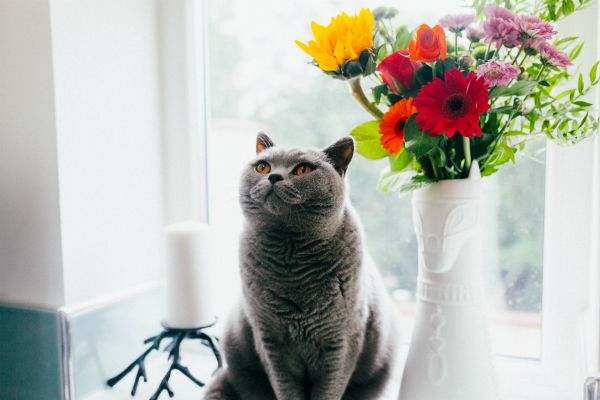 grey cat sitting beside bouquet of colorful flowers | A Surprising Way to Ease Workplace Stress  https://positiveroutines.com/workplace-stress-tip/