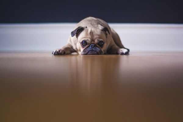 sad pug laying on floor | A Surprising Way to Ease Workplace Stress  https://positiveroutines.com/workplace-stress-tip/