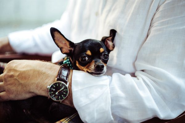 small dog sitting in businessmans lap | A Surprising Way to Ease Workplace Stress  https://positiveroutines.com/workplace-stress-tip/