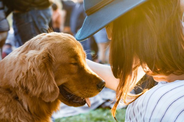 woman petting happy golden retriever | A Surprising Way to Ease Workplace Stress  https://positiveroutines.com/workplace-stress-tip/