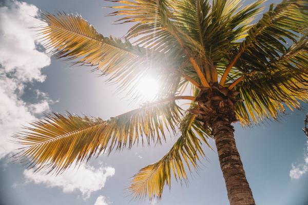 sun peeking through palm tree | This is Why We're Happier in Summer https://positiveroutines.com/happier-in-summer