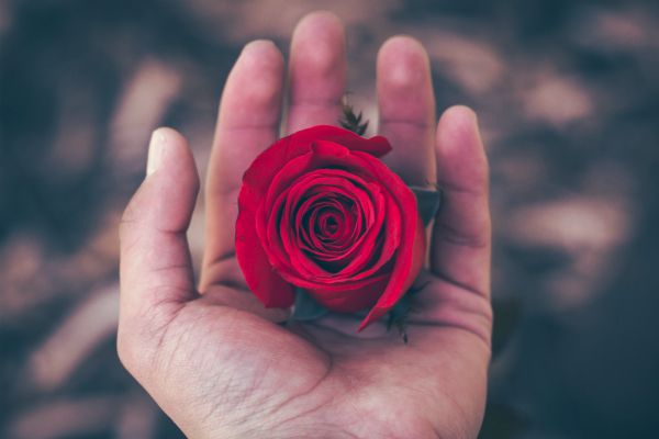 open hand holding rose | 7 Things to Do on the Fourth of July That Will Make You Happier https://positiveroutines.com/things-to-do-on-fourth-of-july/