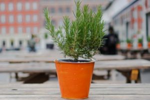 rosemary plant in orange pot | 7 Easy Ways to Create a Healthy Work Environment https://positiveroutines.com/work-environment-tips/